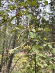 Alnus incana