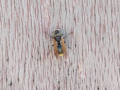 Brachygastra mellifica