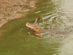 Caiman yacare