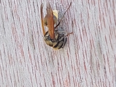 Brachygastra mellifica