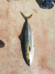 Seriola lalandi