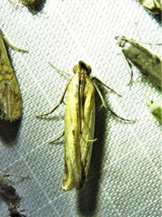 Elasmopalpus lignosella