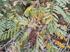 Amorpha fruticosa