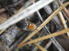 Ectobius sylvestris