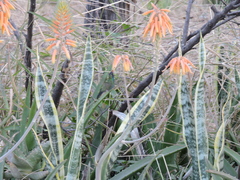 Cynanthus latirostris