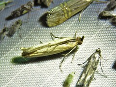 Elasmopalpus lignosella