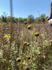 Helianthus occidentalis