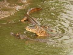 Caiman yacare