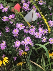 Symphyotrichum oblongifolium