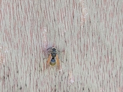 Brachygastra mellifica