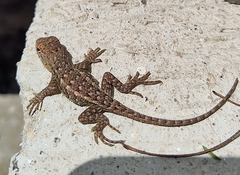 Sceloporus horridus