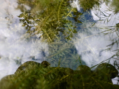 Elodea