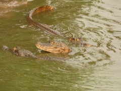 Caiman yacare
