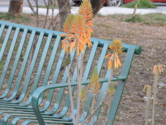 Cynanthus latirostris