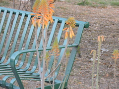 Cynanthus latirostris