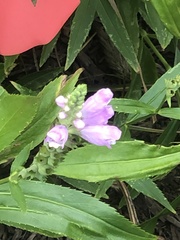 Physostegia