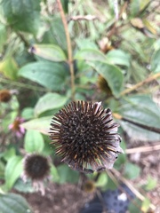 Echinacea