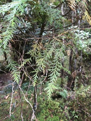 Chamaecyparis formosensis