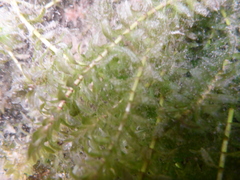 Elodea