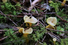 Craterellus tubaeformis