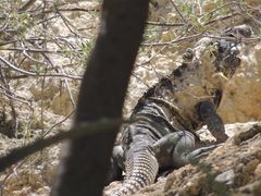 Ctenosaura acanthura