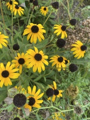 Rudbeckia fulgida