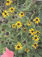 Rudbeckia