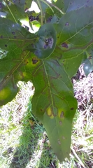 Phyllocnistis liquidambarisella