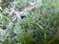 Elodea