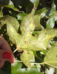 Phyllocnistis liquidambarisella