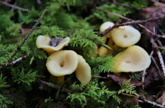 Craterellus tubaeformis