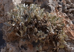 Pentanema verbascifolium