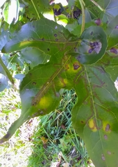 Phyllocnistis liquidambarisella