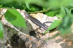 Plestiodon tetragrammus