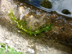 Elodea