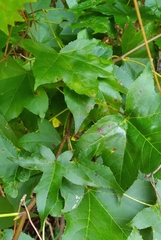 Phyllocnistis liquidambarisella