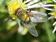 Lucilia coeruleiviridis