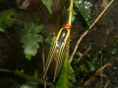 Semiotus exsolutus