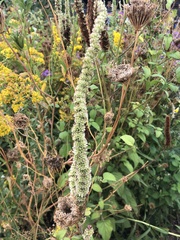 Amaranthus palmeri