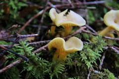 Craterellus tubaeformis
