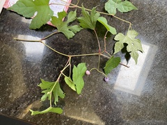 Ampelopsis