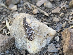 Cyphocleonus achates