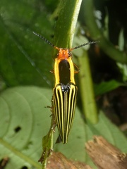 Semiotus exsolutus
