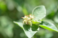 Croton ciliatoglandulifer