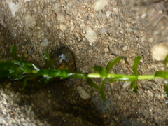 Elodea