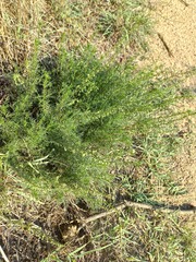 Galium lucidum
