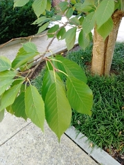 Zelkova serrata