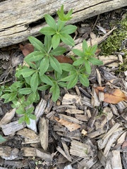 Galium triflorum