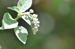 Croton ciliatoglandulifer