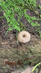 Arrhenia epichysium